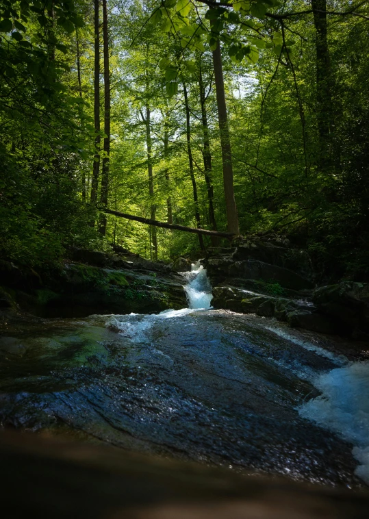 water running through the center of a forest stream