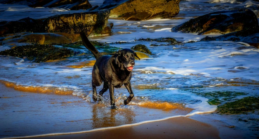 a black dog walking along a beach on waves