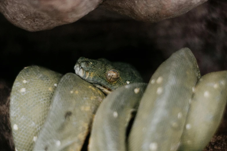 a close up view of a snake in a tree