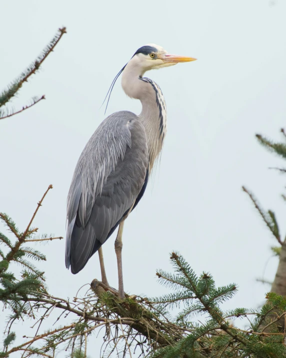 a very long necked bird stands on a tree