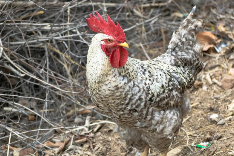 a close up of a chicken near many trees