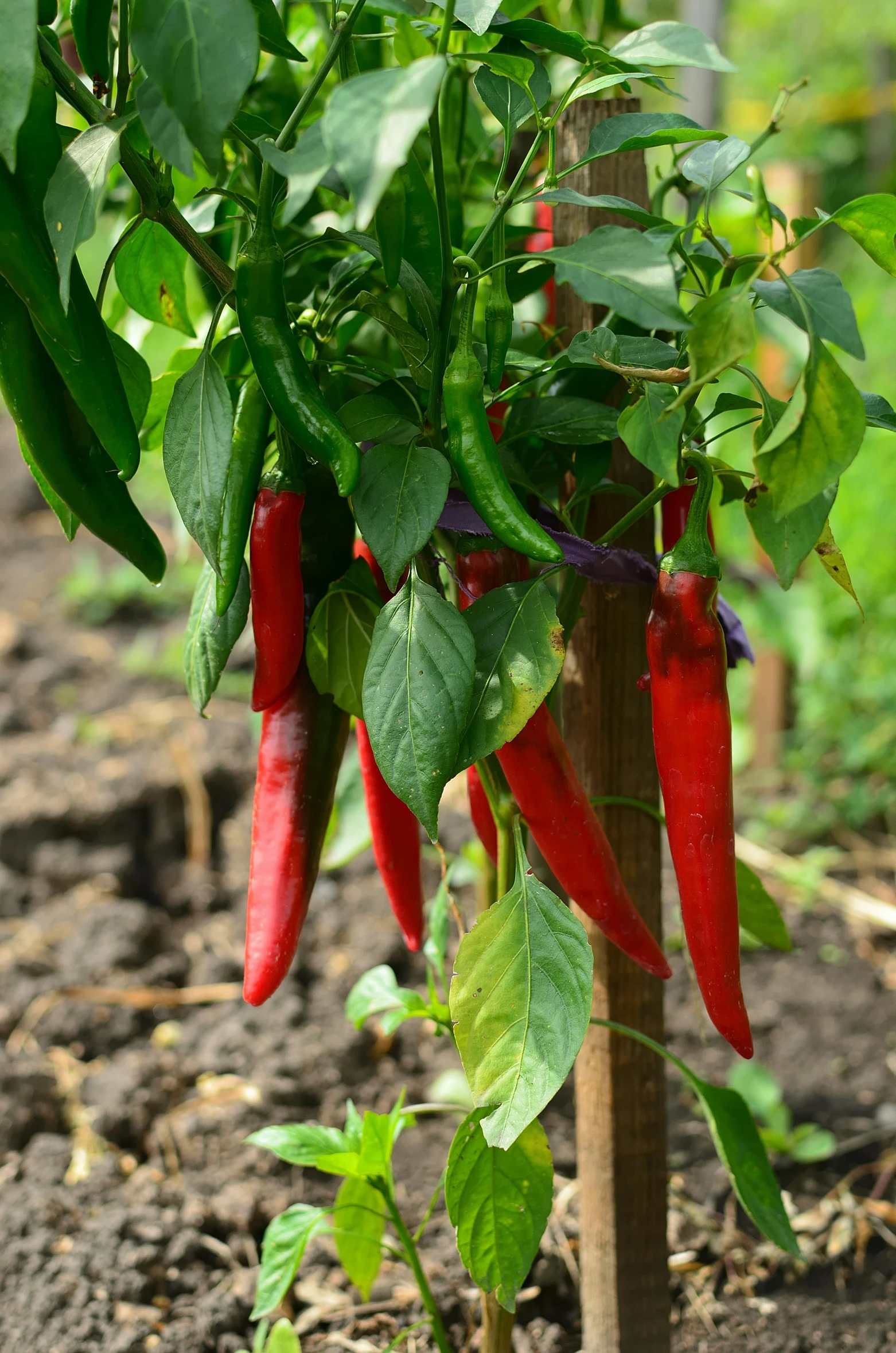 some chili peppers hanging off of a plant in the garden