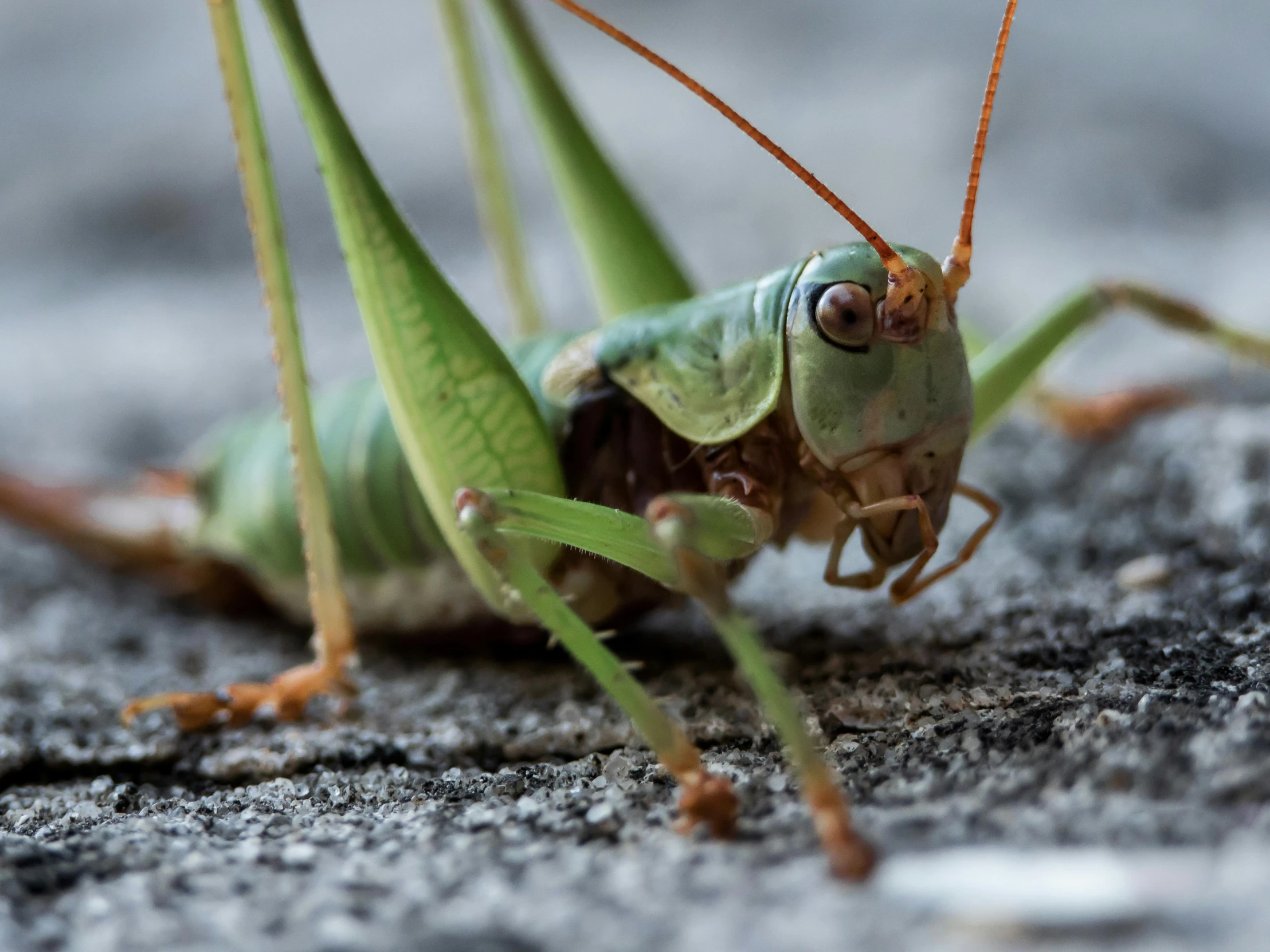 the head of a green grasshopper looking straight ahead