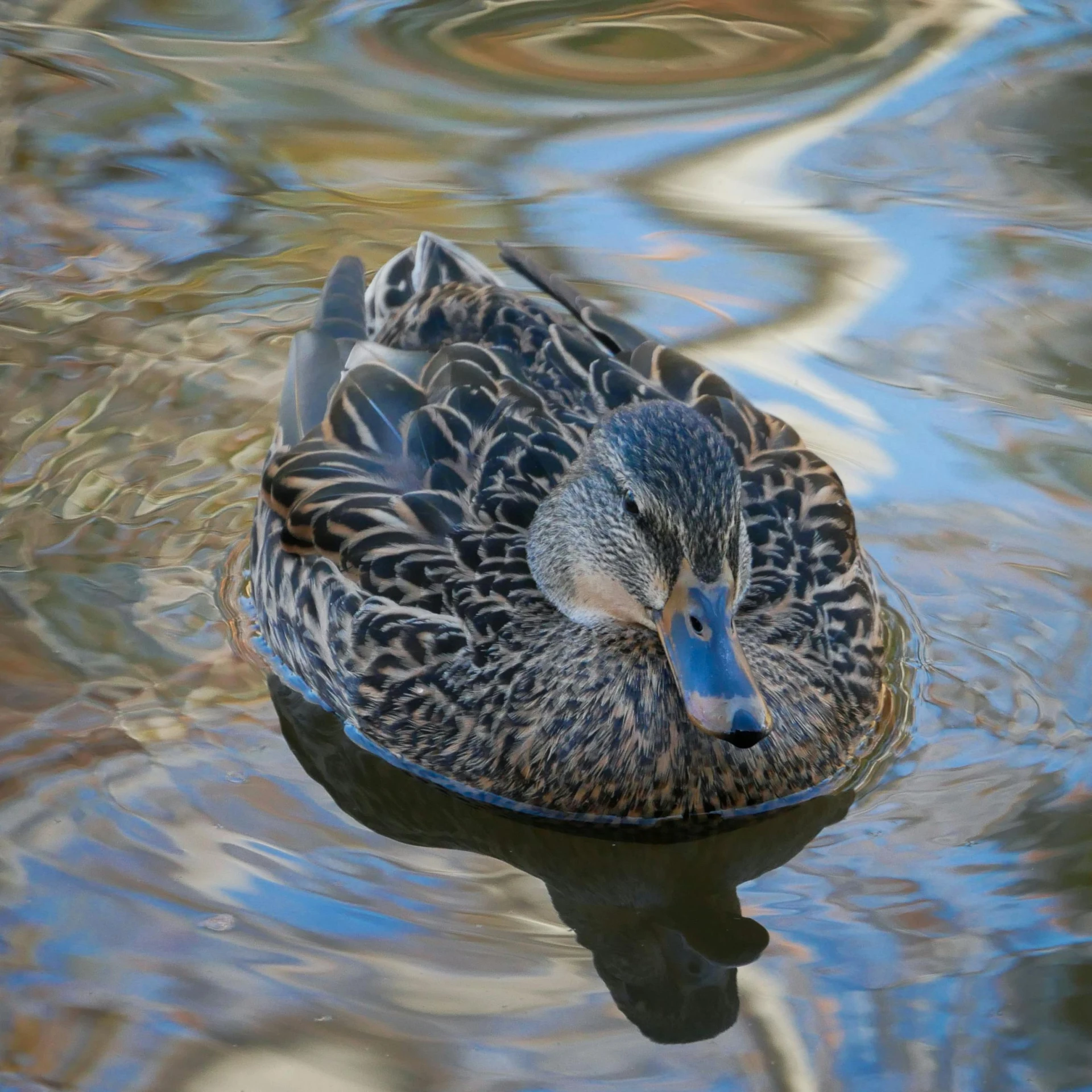 a duck is swimming in the water by himself