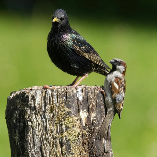 two birds on a tree stump with one perched on another