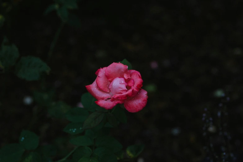 a pink rose flower is standing in the dark