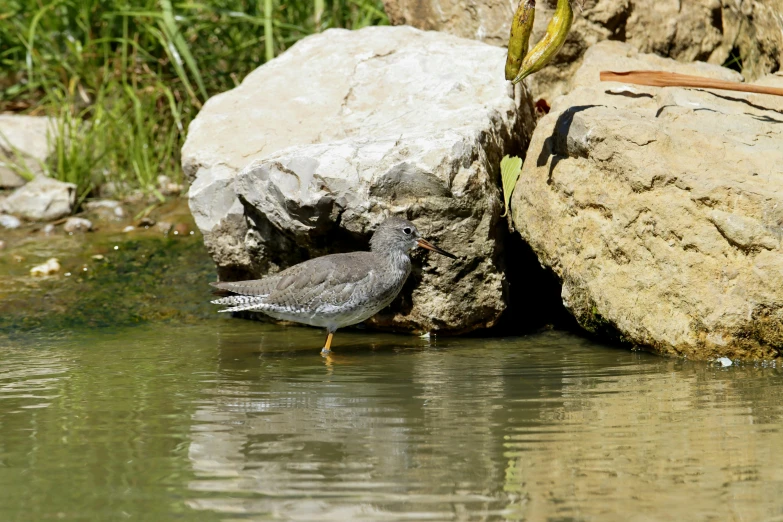 the bird is looking for food on the water