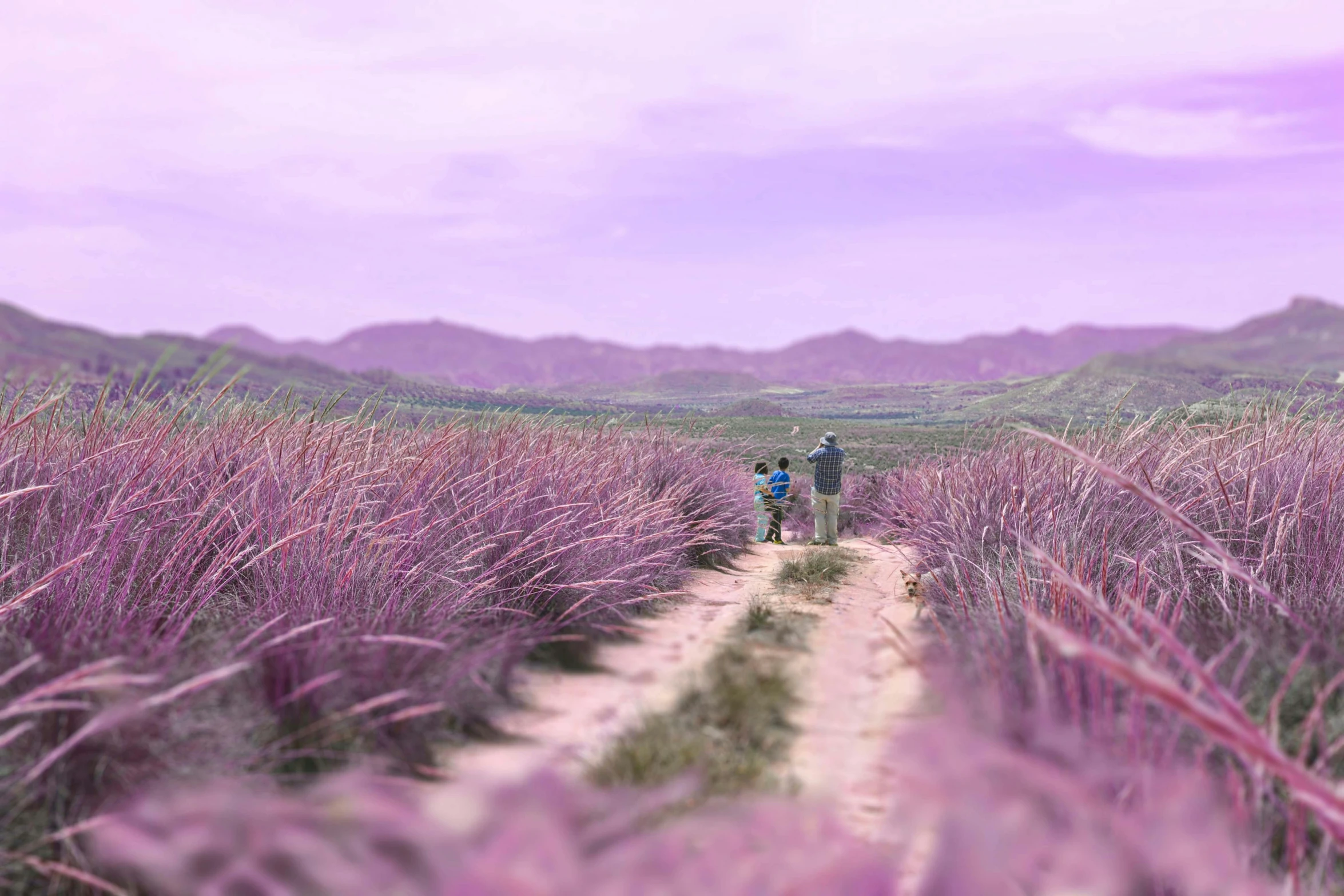 people walk down a path between rows of tall grasses