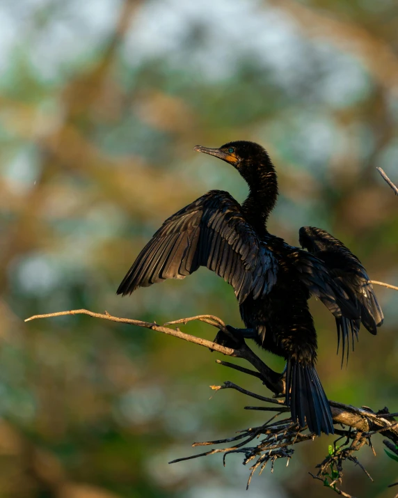 a bird sitting on top of a nch with wings outstretched