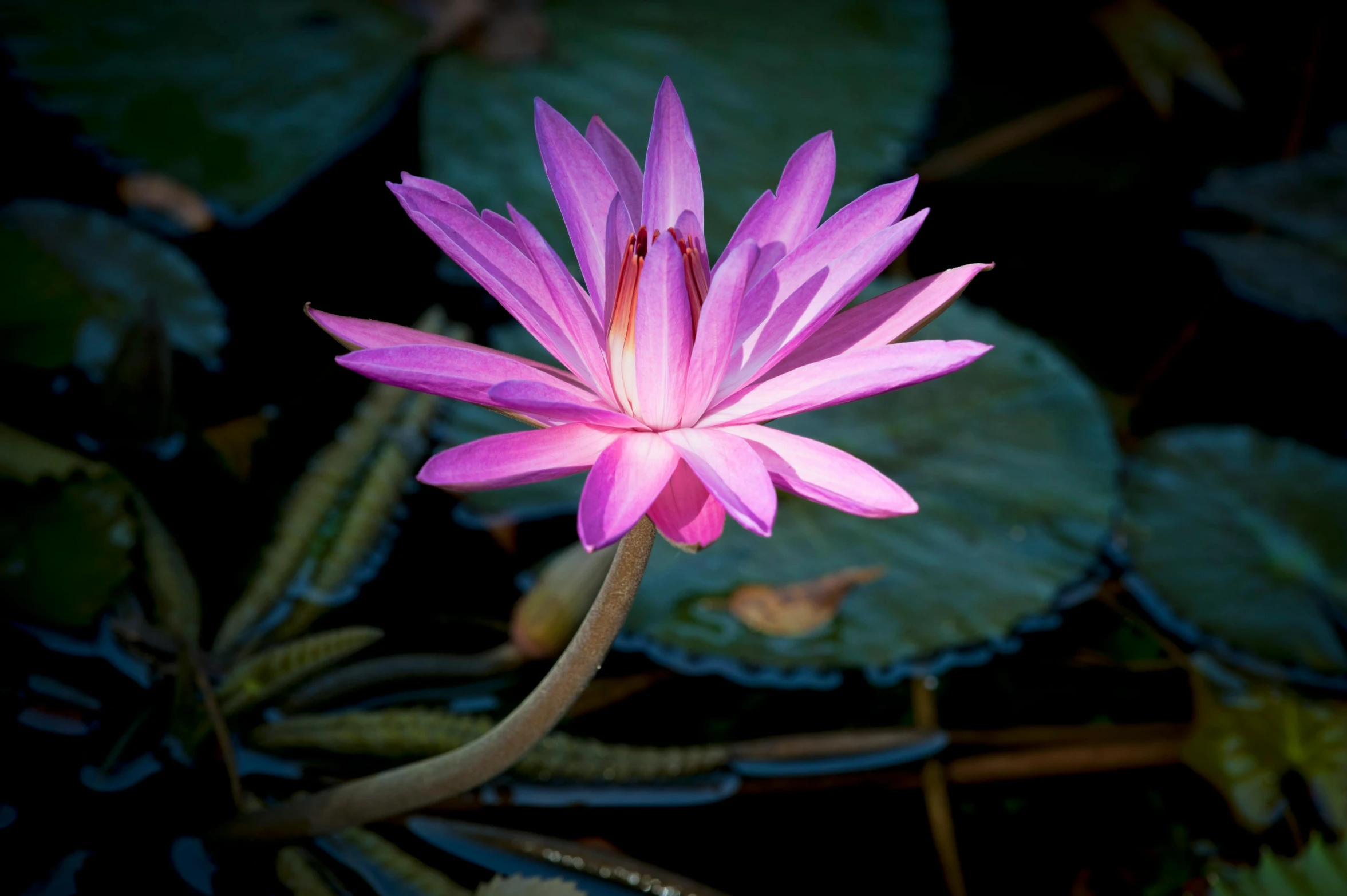 a large purple lotus blossom in front of green leaves