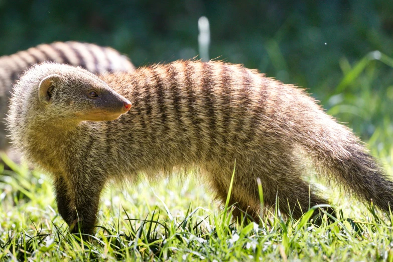 a small brown animal walking in the grass