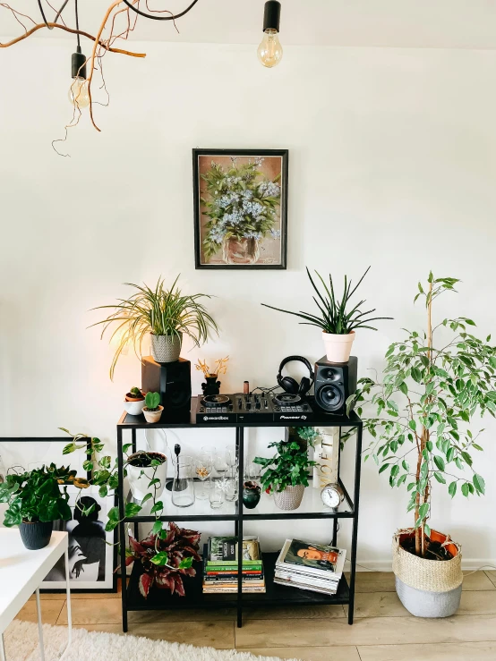 several plants in the middle of a room