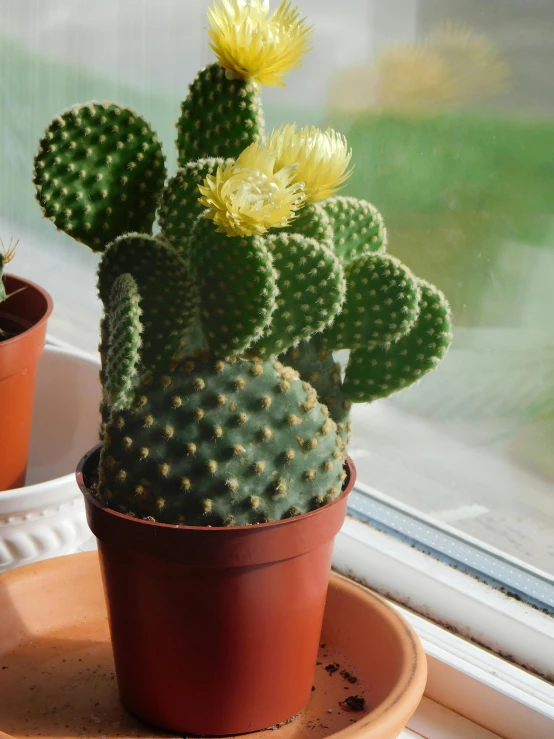 there is an unusual cactus with yellow flowers