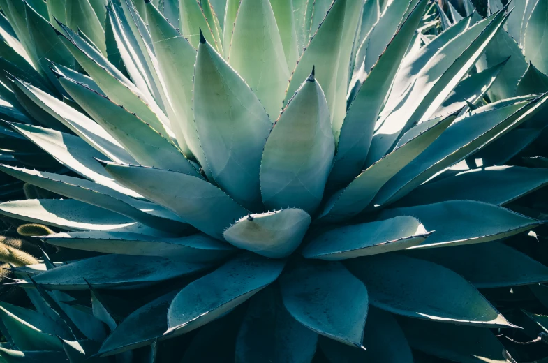 there is a close up s of a green plant