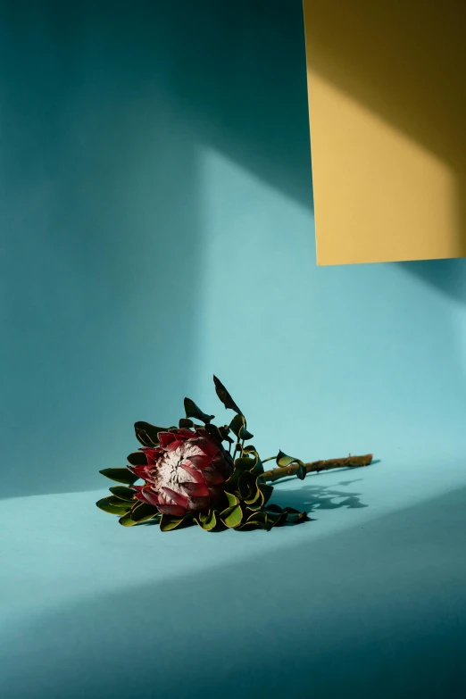 a rose flower and two buds in the corner of a room