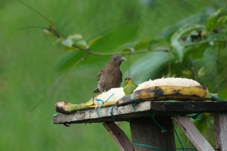 a bird on top of a banana peel on a piece of wood