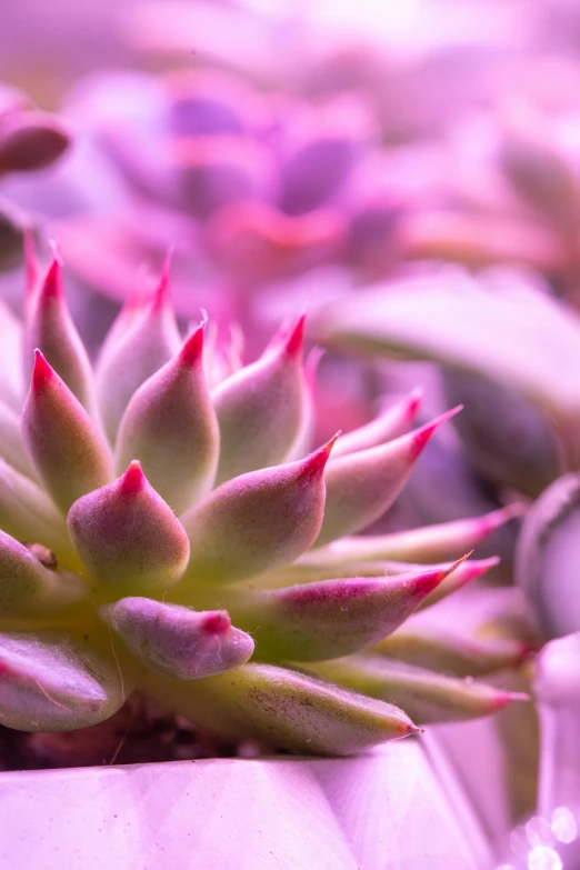 small green plants with pink tips are in a white pot