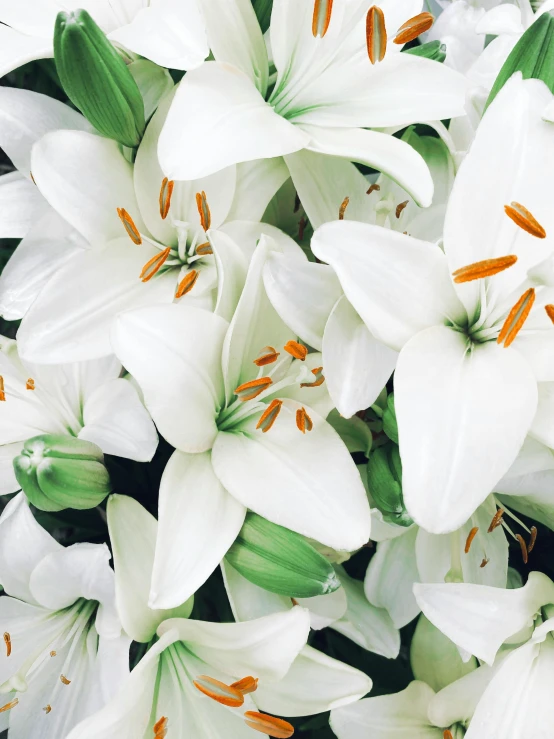 a bunch of white flowers are growing together