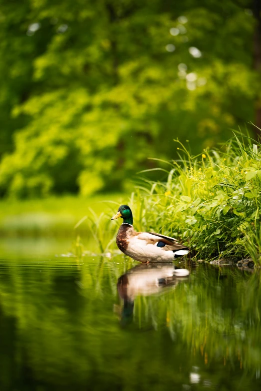 a duck floating on the water in front of bushes