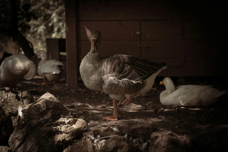 several ducks are gathered around in a barn