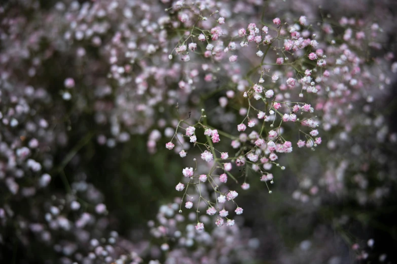 a bush with lots of tiny pink flowers