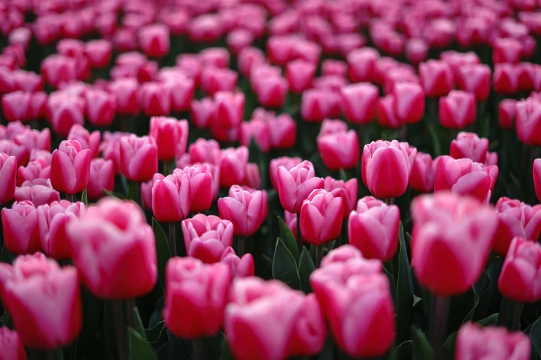 a field of pink tulips in full bloom