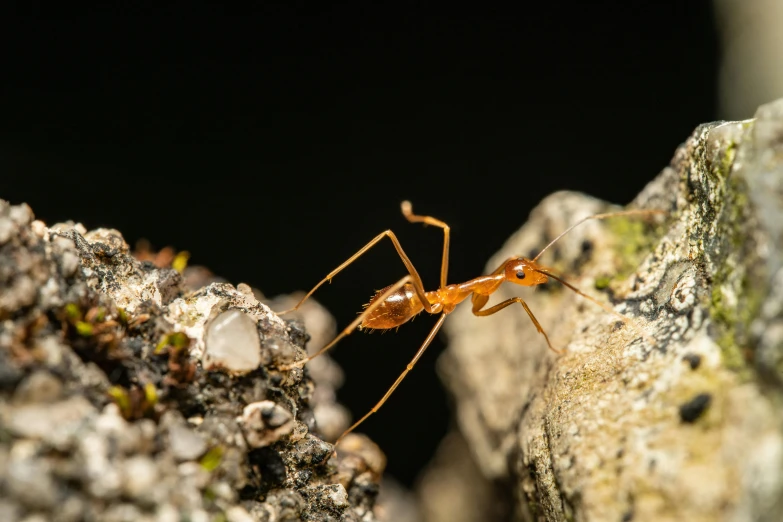 an ant that is standing on a rock