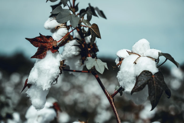 cotton plants are in bloom, with snow on them