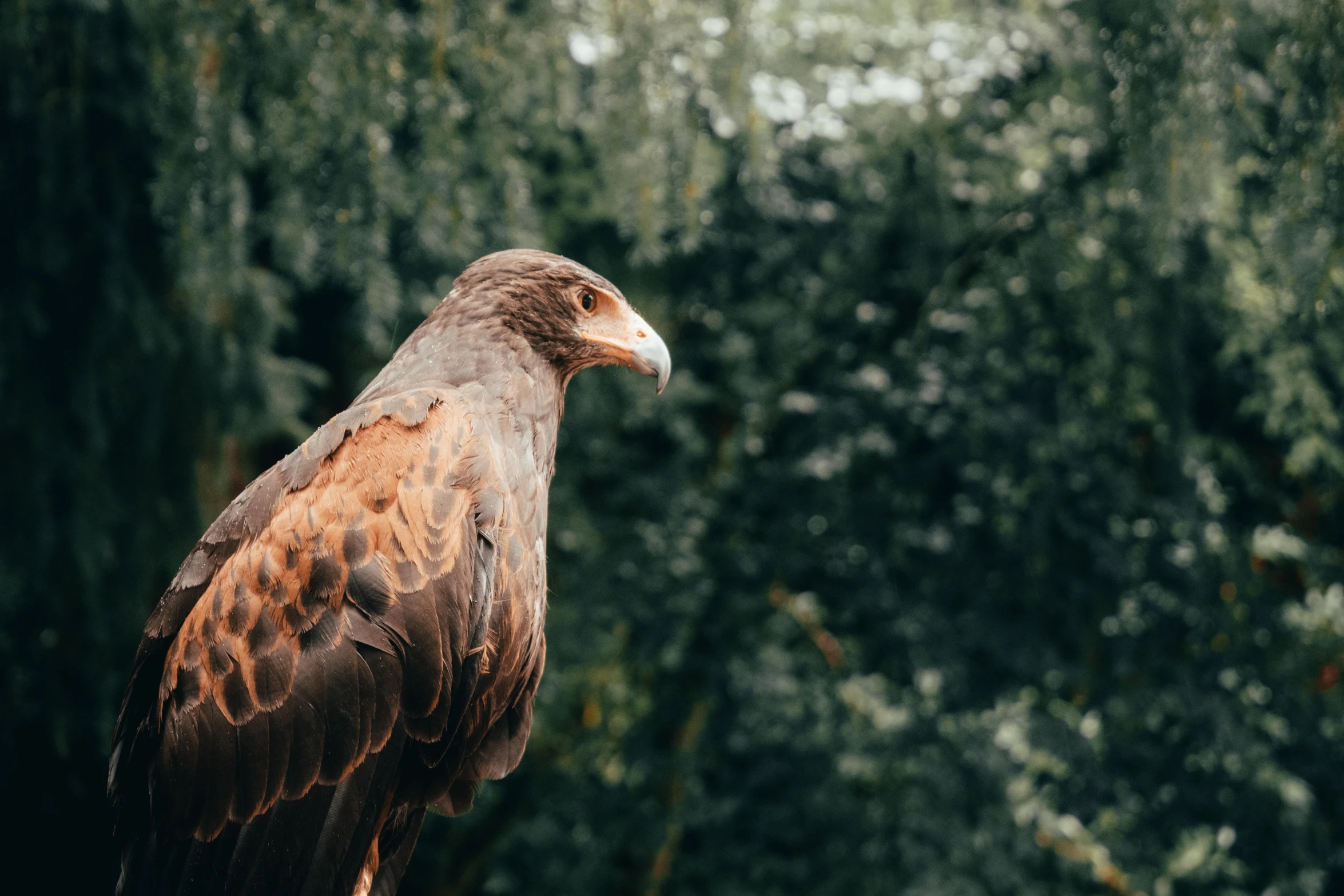 a brown and white bird sitting on top of a rock