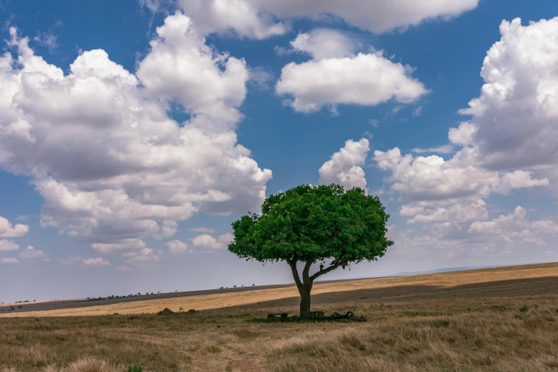 a lone tree sits in a grass covered field