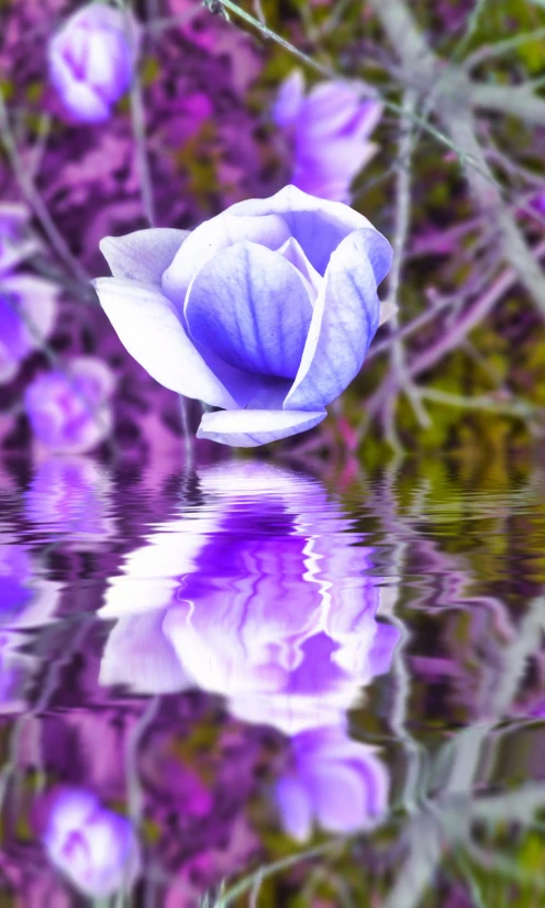 a blue rose and its reflection in a water