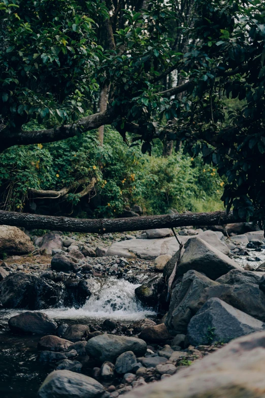 a woman standing on top of a rock by a creek