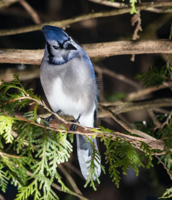 a blue and gray bird perched on a nch