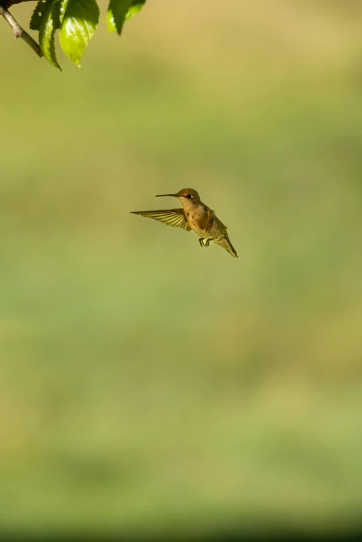 a small humming bird flying through the air