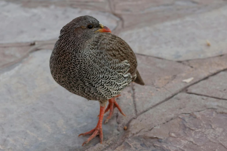 bird with speckles standing on a sidewalk