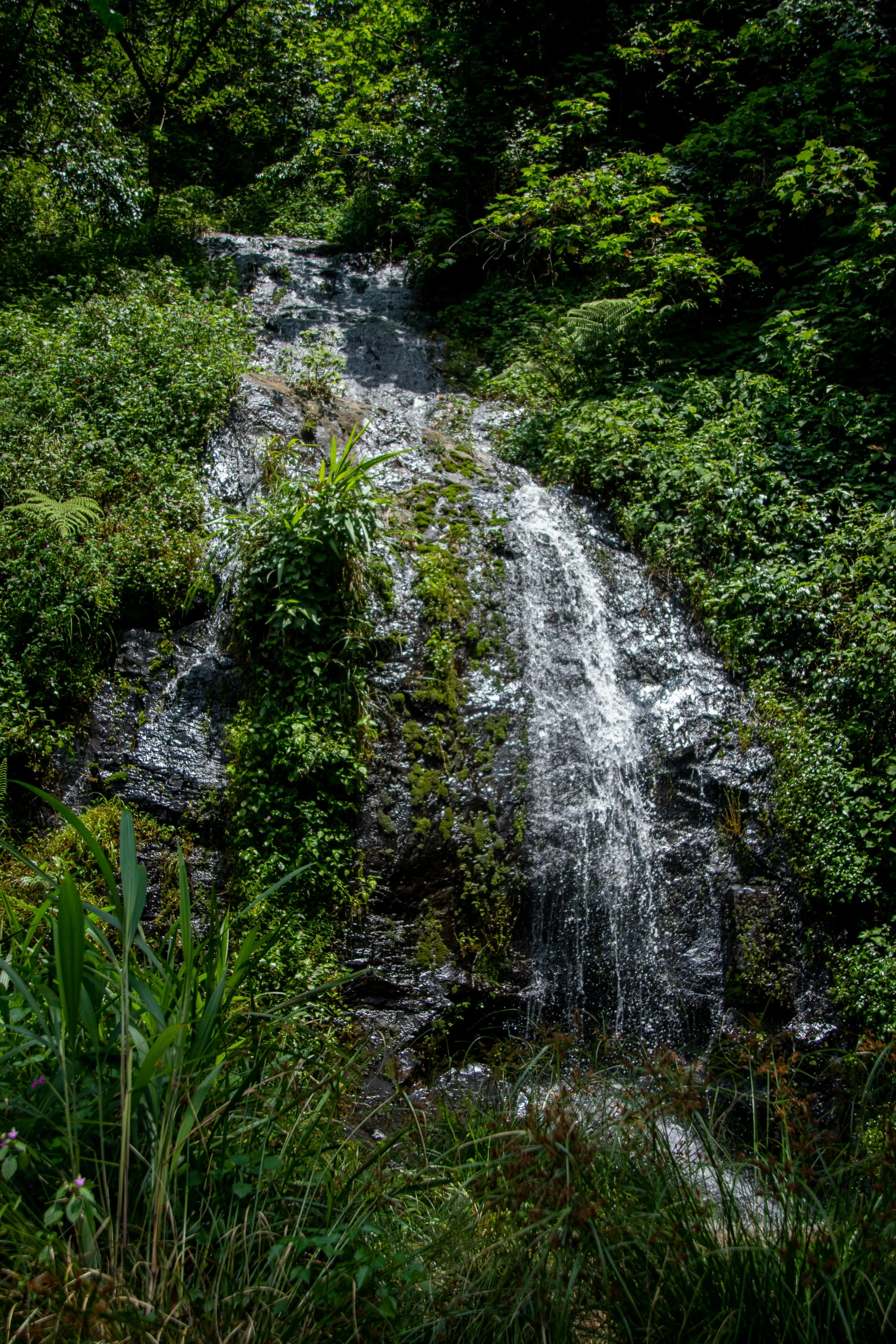 a waterfall surrounded by trees in the middle of the forest