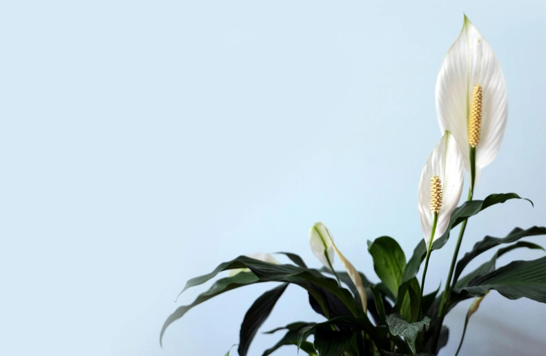 a white flower is in a small pot on a table