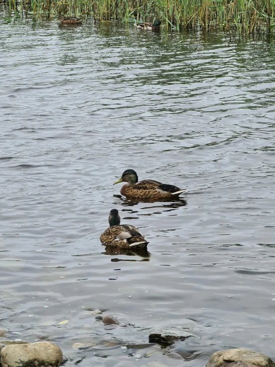 ducks are on the water near some rocks and plants