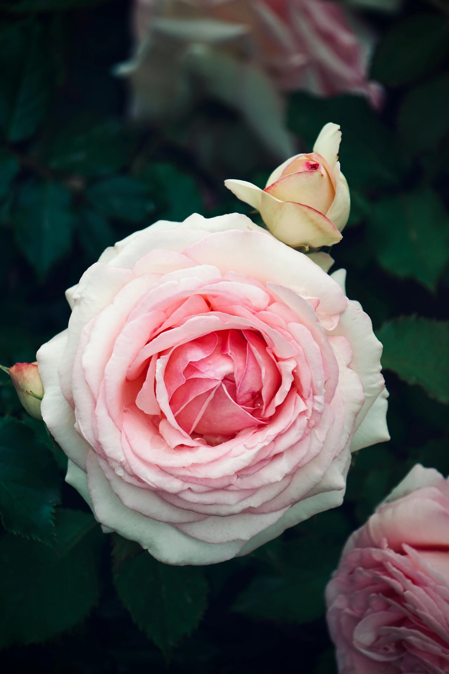 a close - up view of the center of a pink and white rose bud