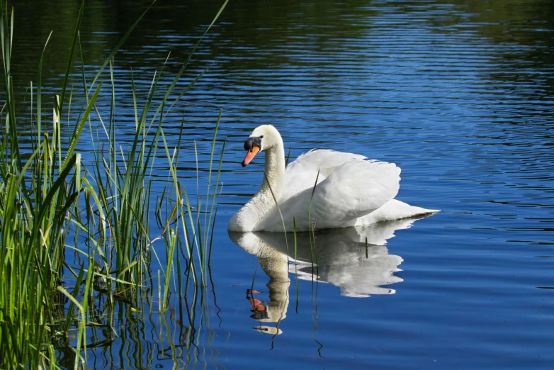 a large white swan swimming in some water