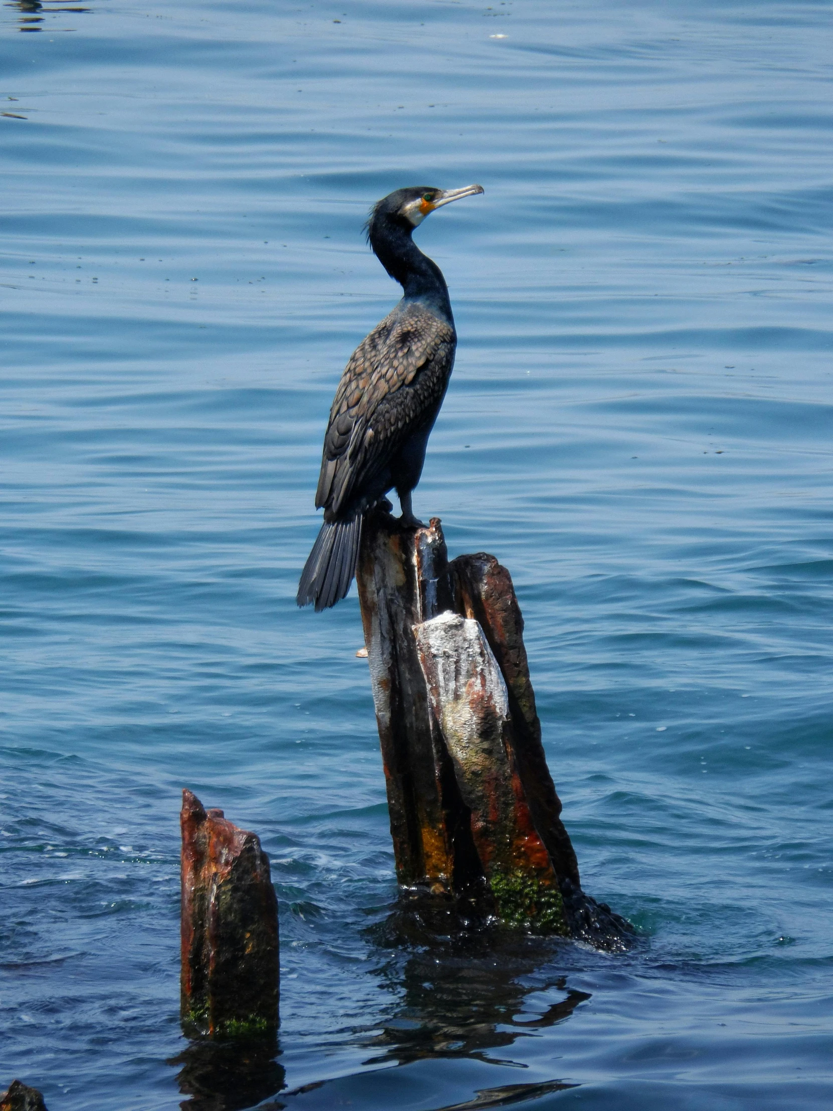 an old black bird sits on a broken stump in the ocean