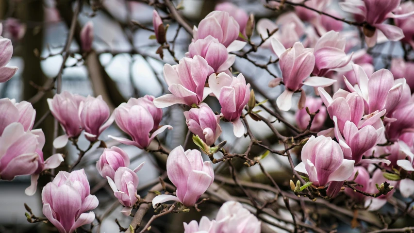 a flowering tree nch filled with pink flowers