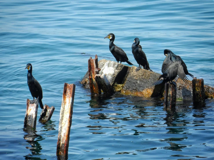 four black birds sitting on top of logs in the water