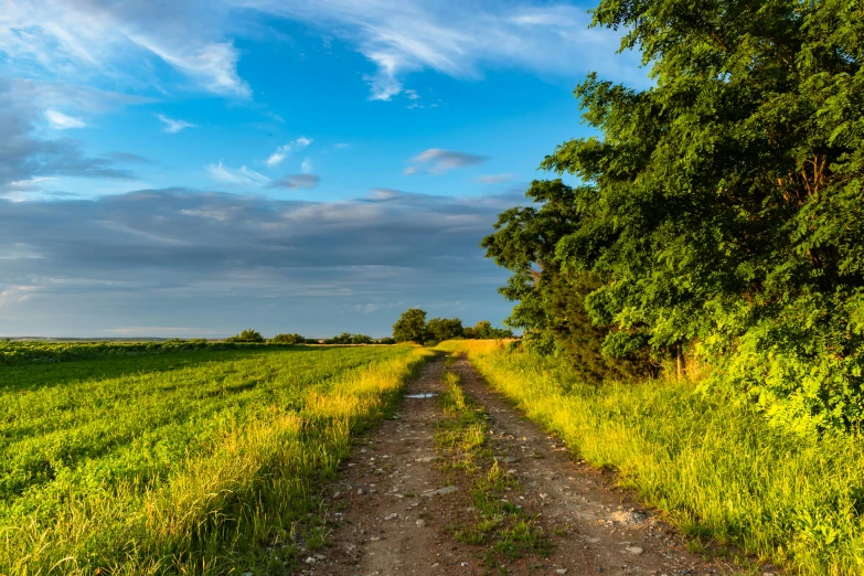 a dirt road with grass on the sides