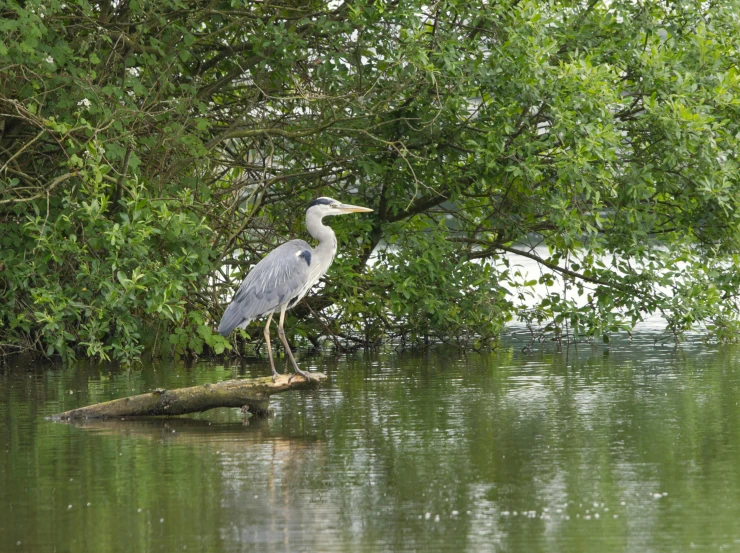 a heron sitting on a log in the water