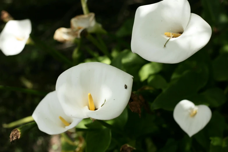 the large white flowers have yellow center