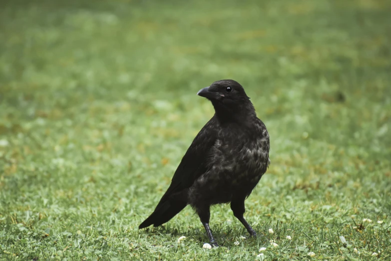 the black crow is standing on a green field
