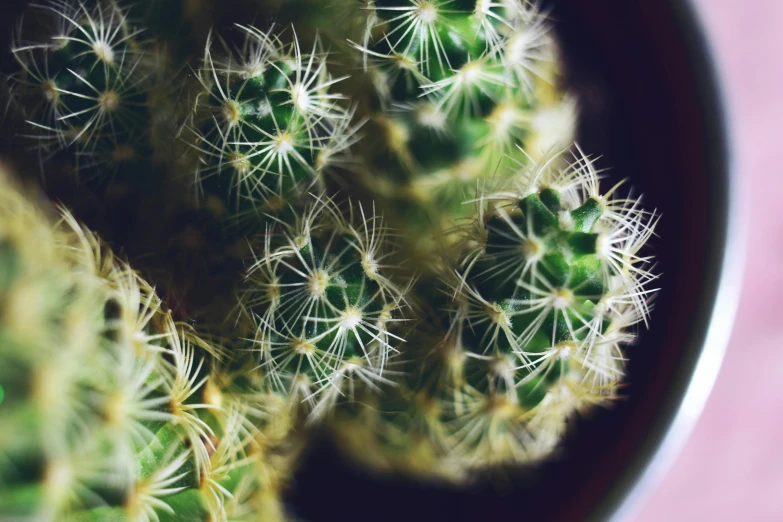 a bunch of green cacti in a brown pot