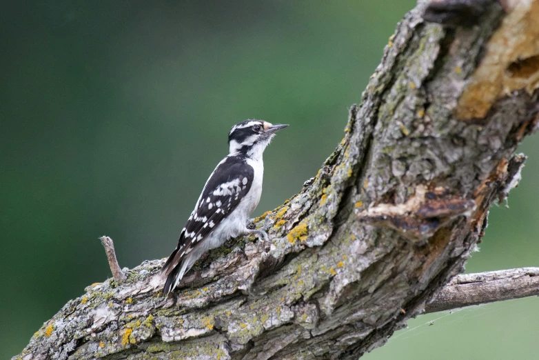 a bird perched on top of a tree nch