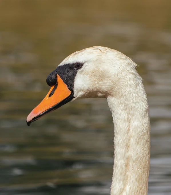 a swan standing in the water with its beak open